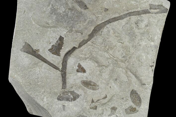 Silurian Algae With Eurypterid Telson (Tail) Plate - New York #118136